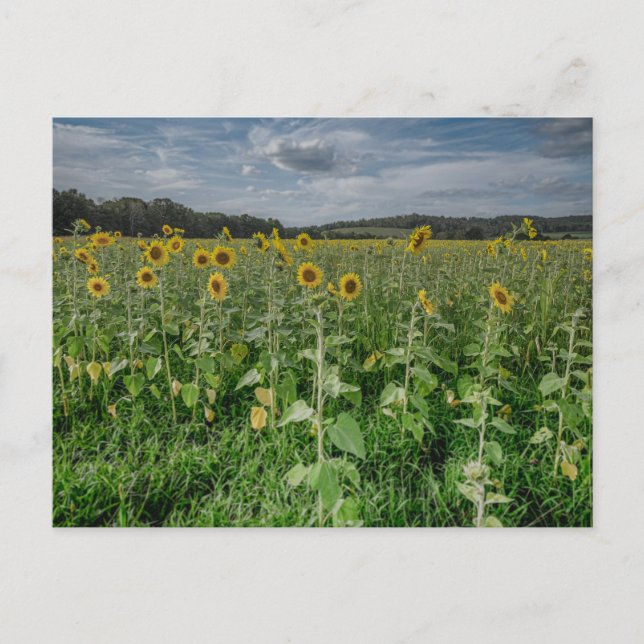 Postal fotográfica "Campo girasol" (Anverso)