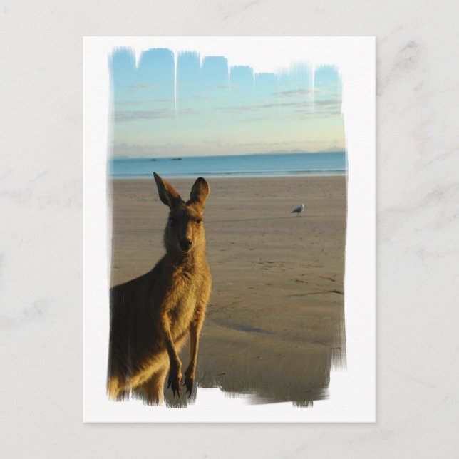 Postal fotográfica canguro (Anverso)