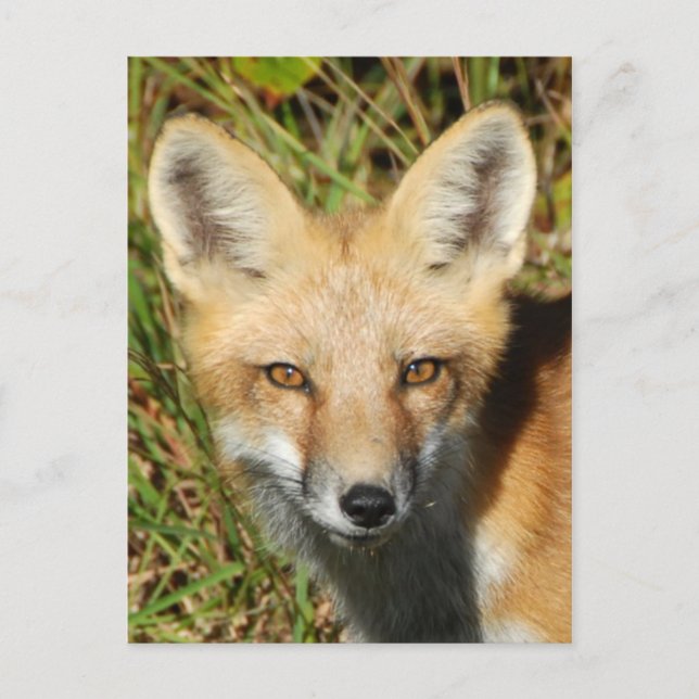 Postal fotográfica clásica (Anverso)