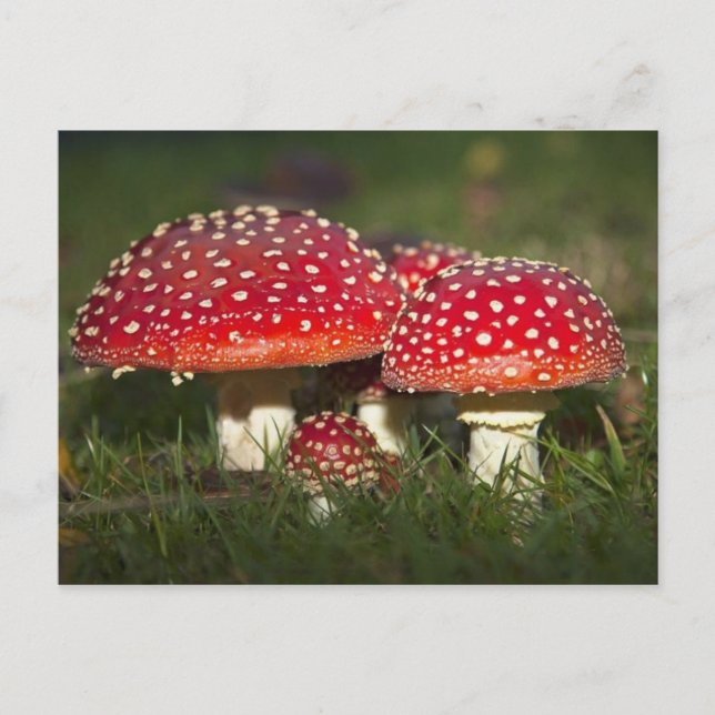 Postal fotográfica clásica (Anverso)