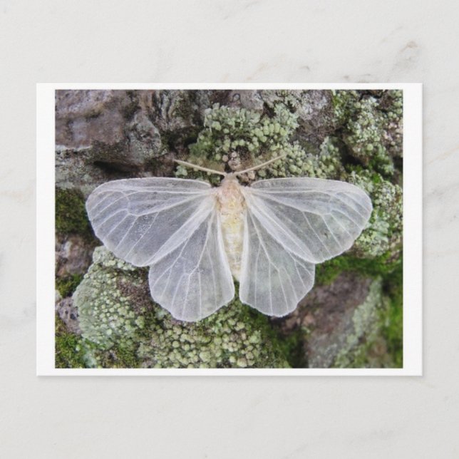 Postal fotográfica clásica (Anverso)