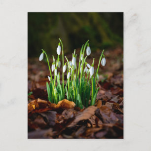 Postal fotográfica con gotas de nieve blancas