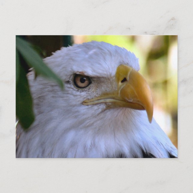 Postal fotográfica de águila calva (Anverso)