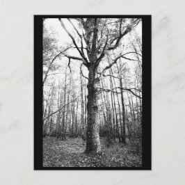 Postal fotográfica de árbol