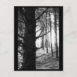 Postal fotográfica de árbol