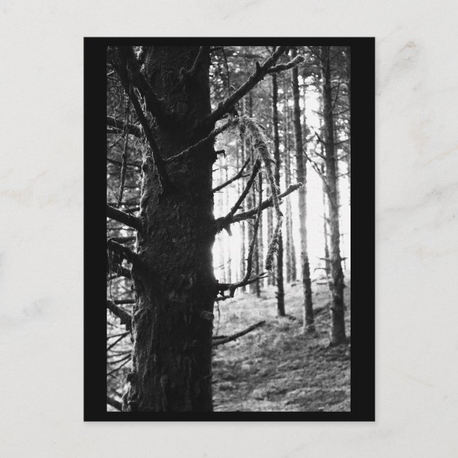 Postal fotográfica de árbol (Anverso)