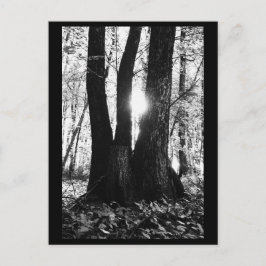 Postal fotográfica de árbol