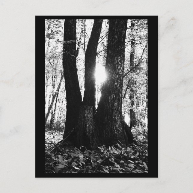 Postal fotográfica de árbol (Anverso)