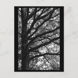 Postal fotográfica de árbol