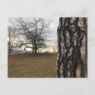 Postal fotográfica de árbol de Central Park New Yo