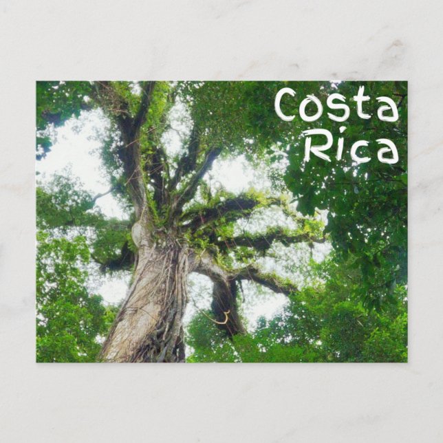 Postal fotográfica de árbol de Costa Rica (Anverso)