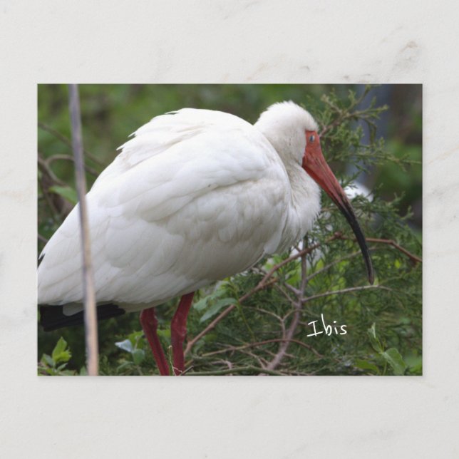 Postal fotográfica de aves Ibis (Anverso)