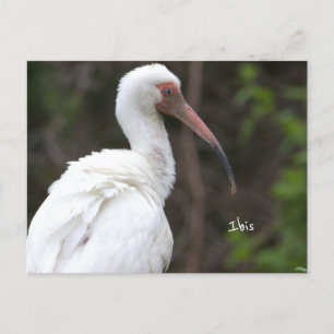Postal fotográfica de aves Ibis