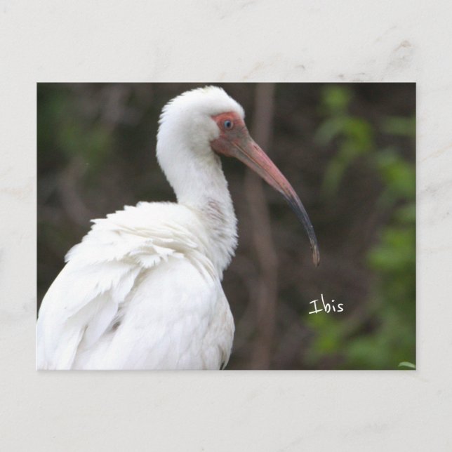 Postal fotográfica de aves Ibis (Anverso)