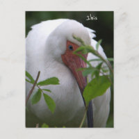 Postal fotográfica de aves Ibis