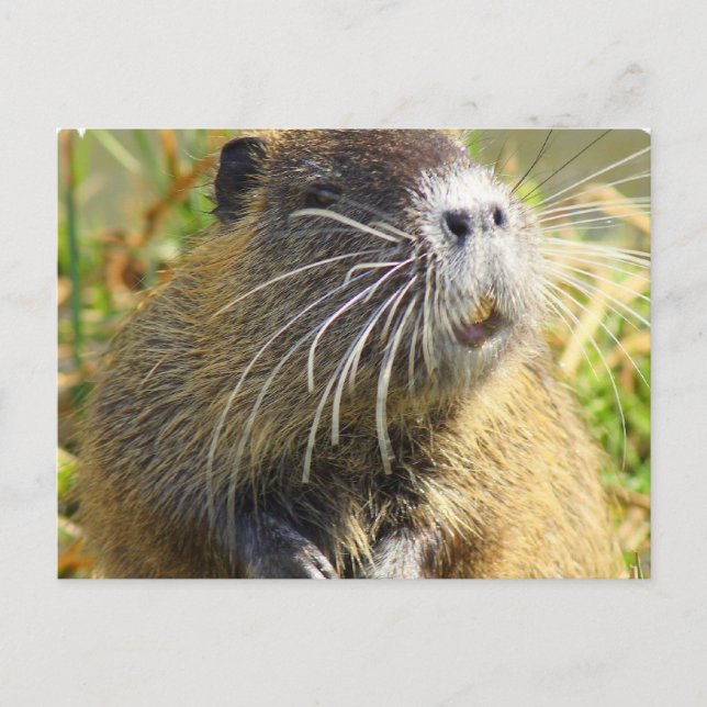 Postal fotográfica de Beaver (Anverso)