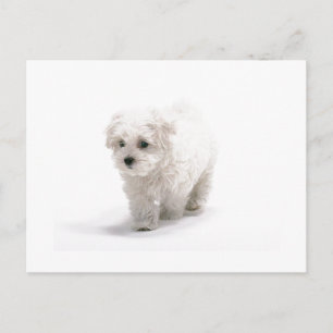 Postal fotográfica de Bichon Frise
