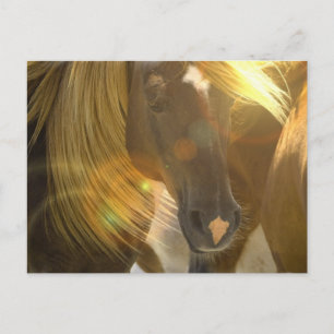 Postal fotográfica de caballos salvajes