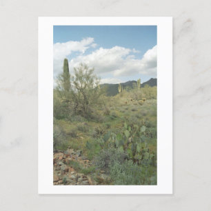 Postal fotográfica de Cactus Coloring Arizona