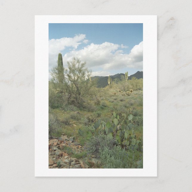 Postal fotográfica de Cactus Coloring Arizona (Anverso)