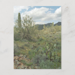 Postal fotográfica de Cactus Coloring Arizona