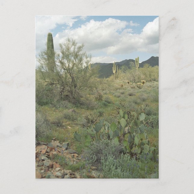 Postal fotográfica de Cactus Coloring Arizona (Anverso)