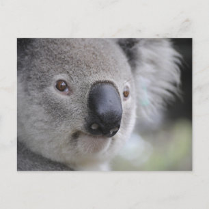 Postal fotográfica de cierre de Koala