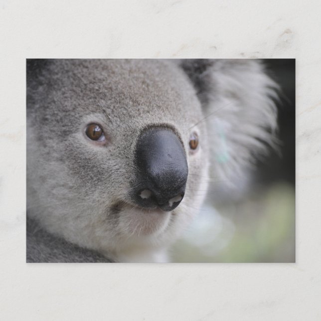 Postal fotográfica de cierre de Koala (Anverso)