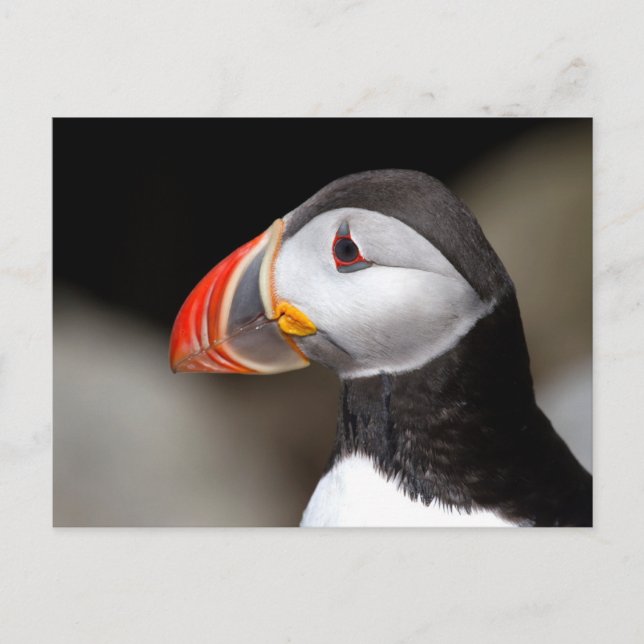 Postal fotográfica de cierre de Puffin (Anverso)