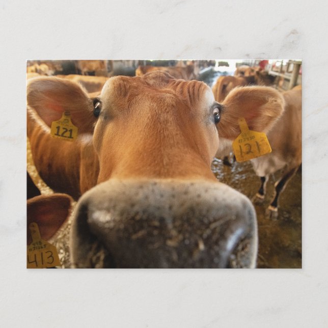 Postal fotográfica de cierre de vaca lechera de Je (Anverso)