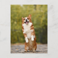 Postal fotográfica de Corgi sonriente