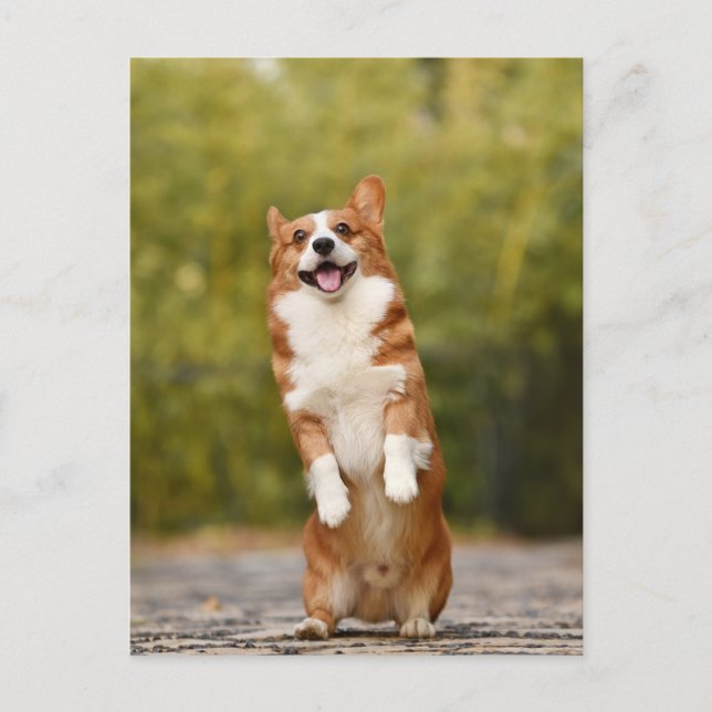 Postal fotográfica de Corgi sonriente (Anverso)