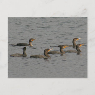 Postal fotográfica de cormoranes de doble cresta