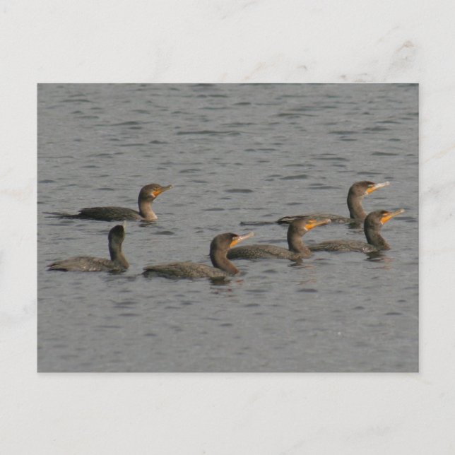 Postal fotográfica de cormoranes de doble cresta (Anverso)