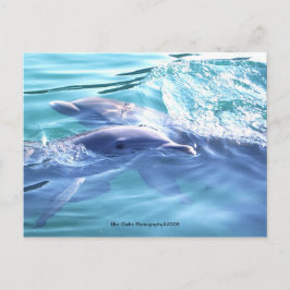 Postal fotográfica de delfines curados
