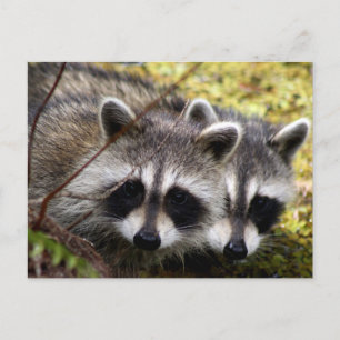 Postal fotográfica de dos Raccoons