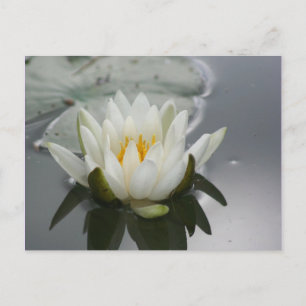 Postal fotográfica de flores de lirio de agua