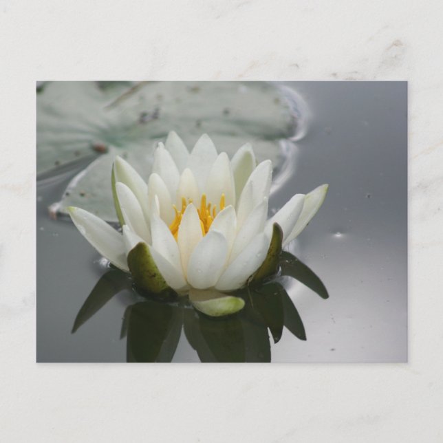 Postal fotográfica de flores de lirio de agua (Anverso)