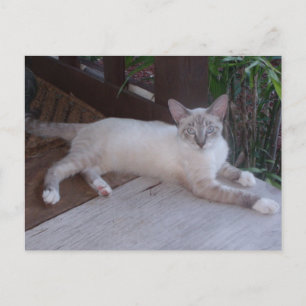 Postal fotográfica de gato blanco
