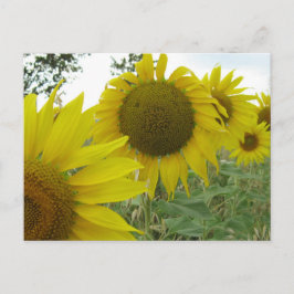 Postal fotográfica de girasoles