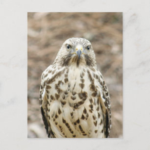 Postal fotográfica de Hawk de Coopers
