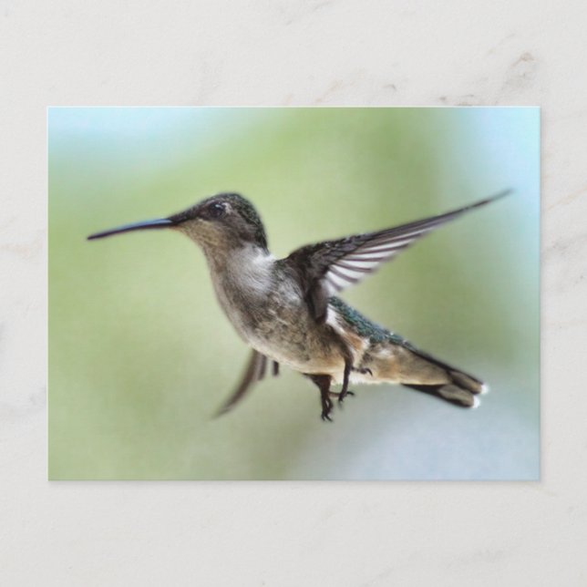 Postal fotográfica de Hummingbird (Anverso)