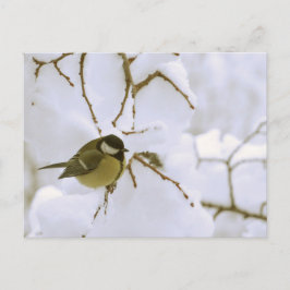Postal fotográfica de invierno de aves