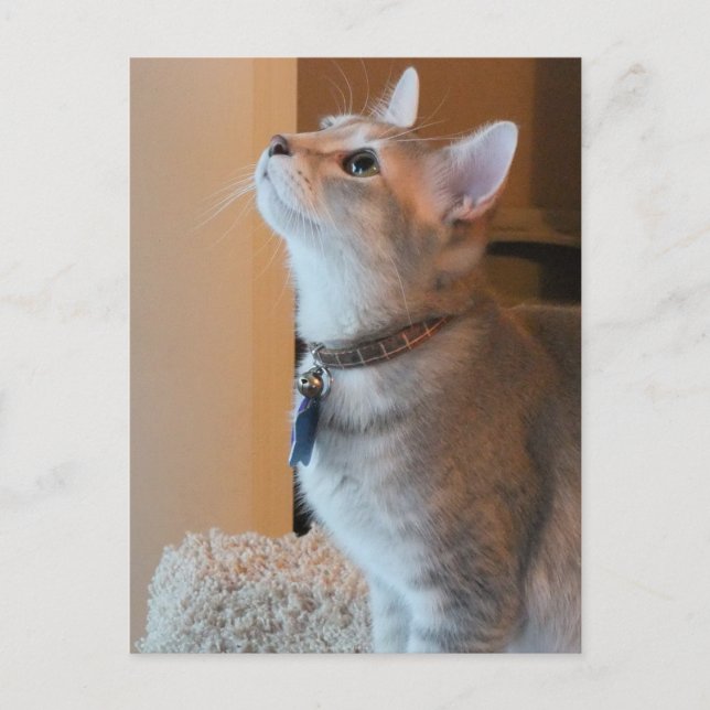 Postal fotográfica de Jasper Blank Kitten (Anverso)