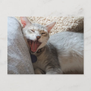 Postal fotográfica de Jasper Yawning Kitten