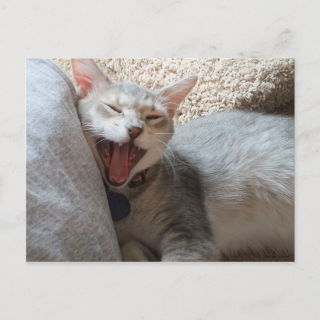 Postal fotográfica de Jasper Yawning Kitten (Anverso)