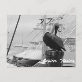 Postal fotográfica de Júpiter, Florida Pelican