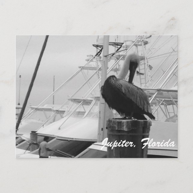Postal fotográfica de Júpiter, Florida Pelican (Anverso)