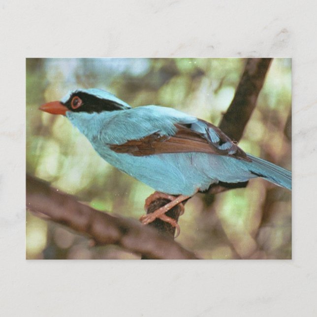 Postal fotográfica de Kingfisher con pecho azul (Anverso)