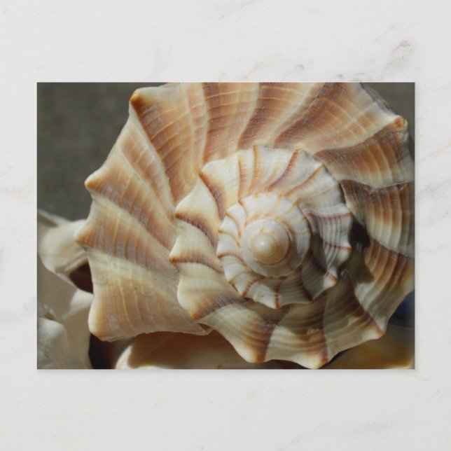Postal fotográfica de la concha Whelk de iluminaci (Anverso)